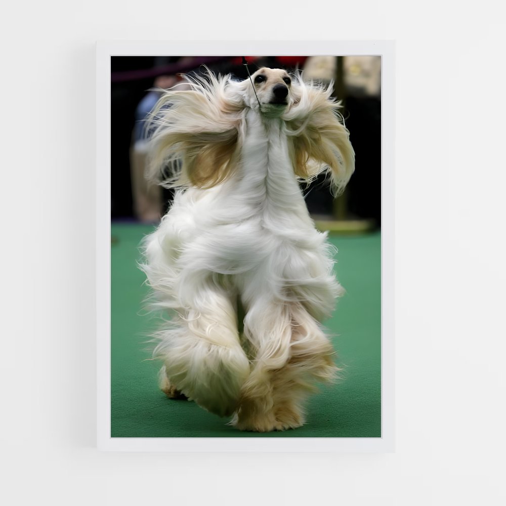 ap-westminster dog show-5 cadre Blanc