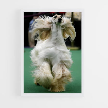ap-westminster dog show-5 cadre Blanc