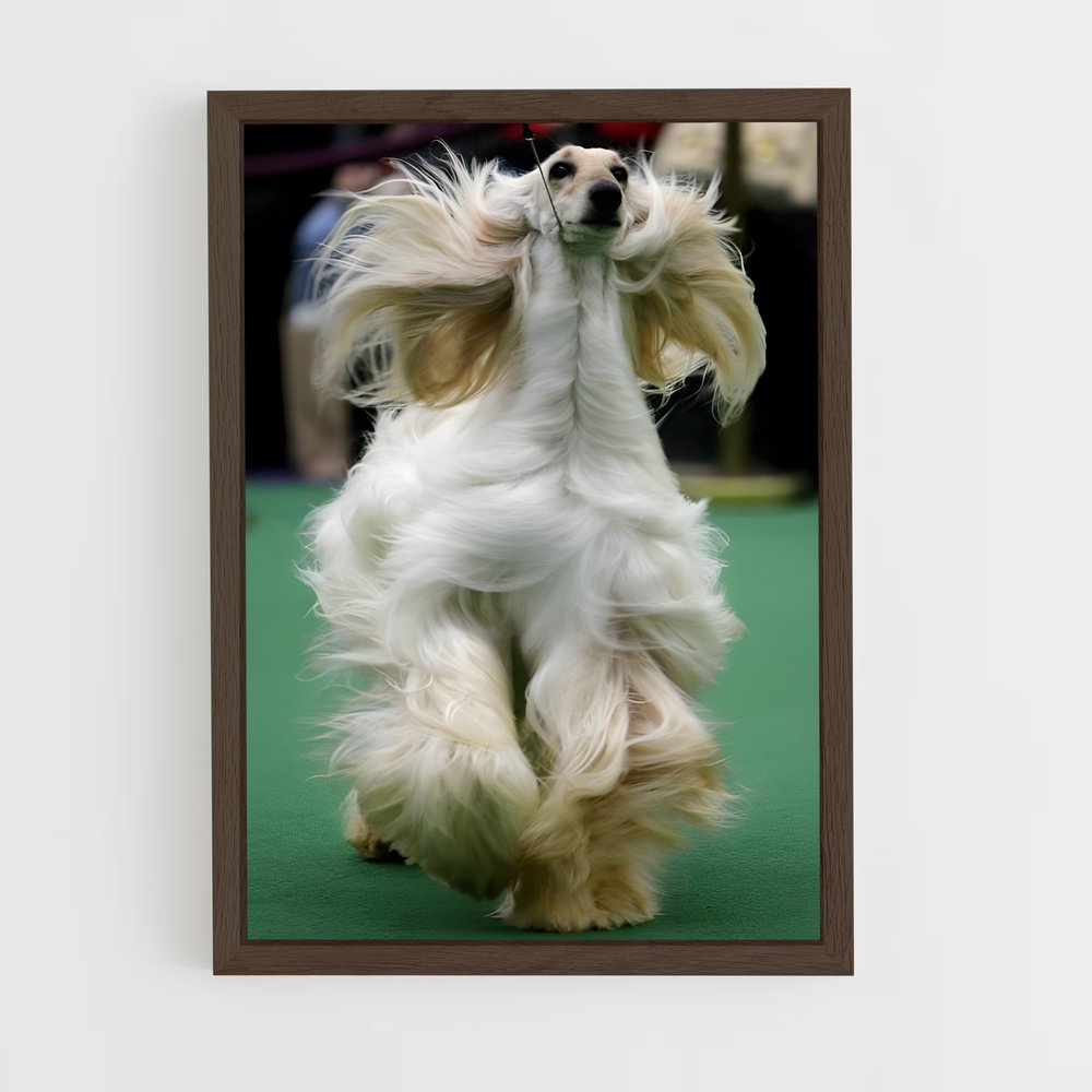 ap-westminster dog show-5 cadre Bois foncé