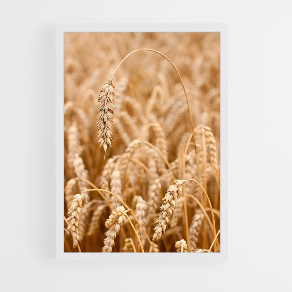 ap-wheat-8 cadre Blanc