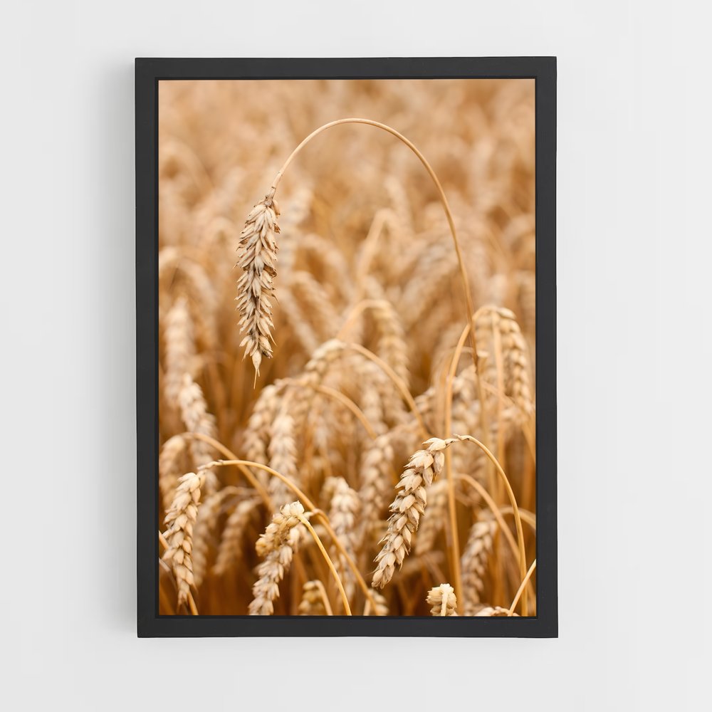 ap-wheat-8 cadre Noir