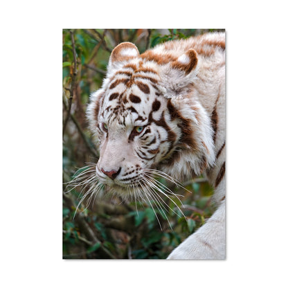 Poster Tigre Blanc Mystique