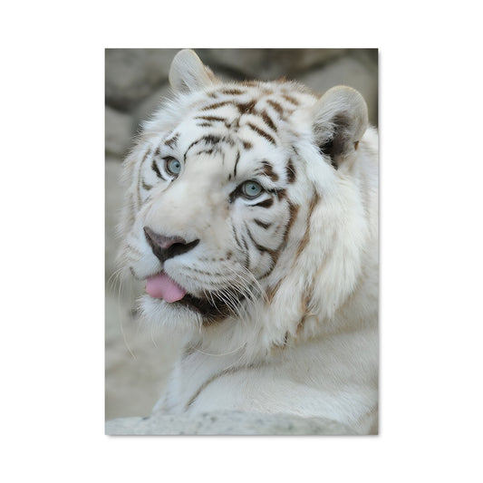 Poster Tigre Glouton