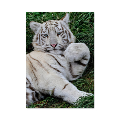 Poster Petit Tigre Blanc