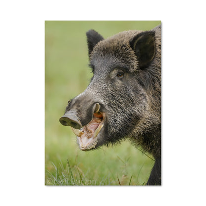 Poster Wild boar 84606