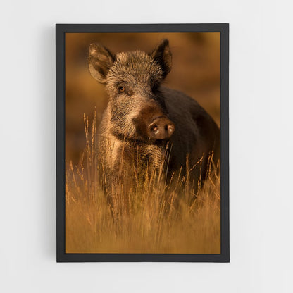 ap-wild boar-2 cadre Noir