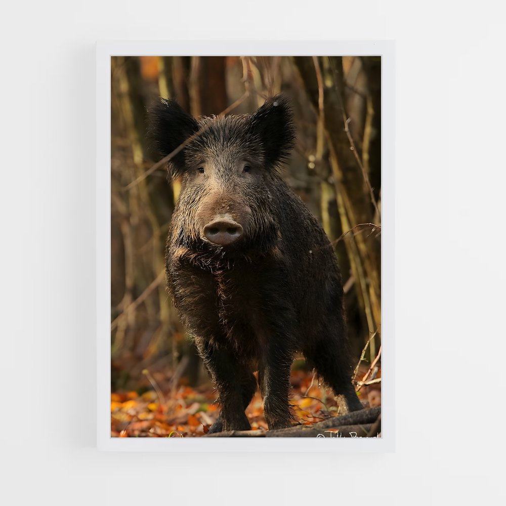 ap-wild boar-4 cadre Blanc