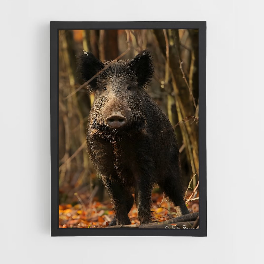 ap-wild boar-4 cadre Noir