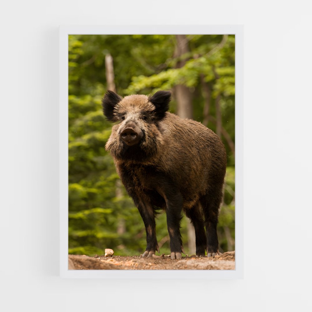 ap-wild boar-6 cadre Blanc