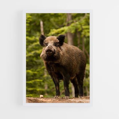 ap-wild boar-6 cadre Blanc