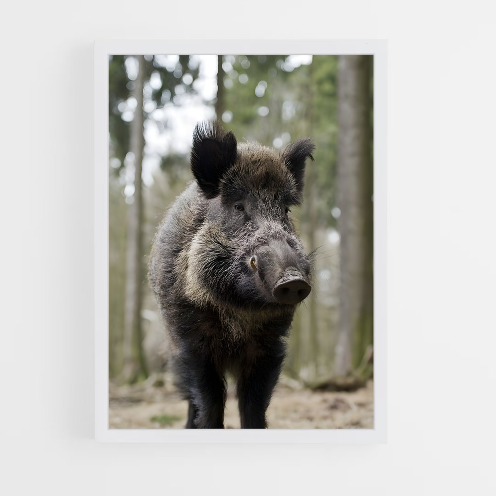 ap-wild boar-7 cadre Blanc