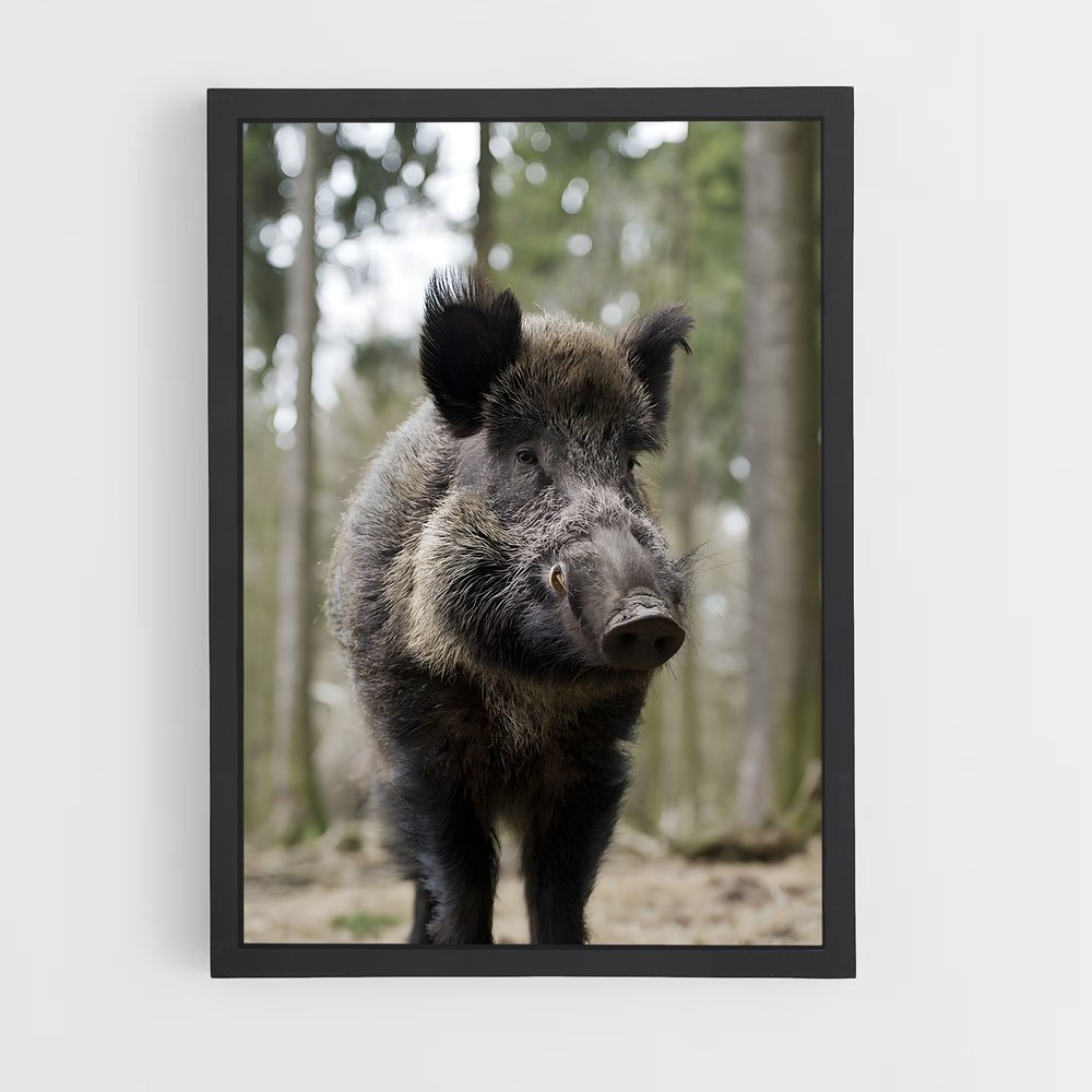 ap-wild boar-7 cadre Noir