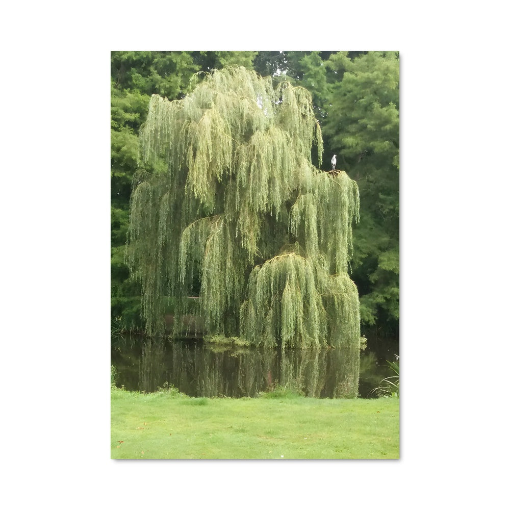 Poster Sous l'Arbre Pleureur