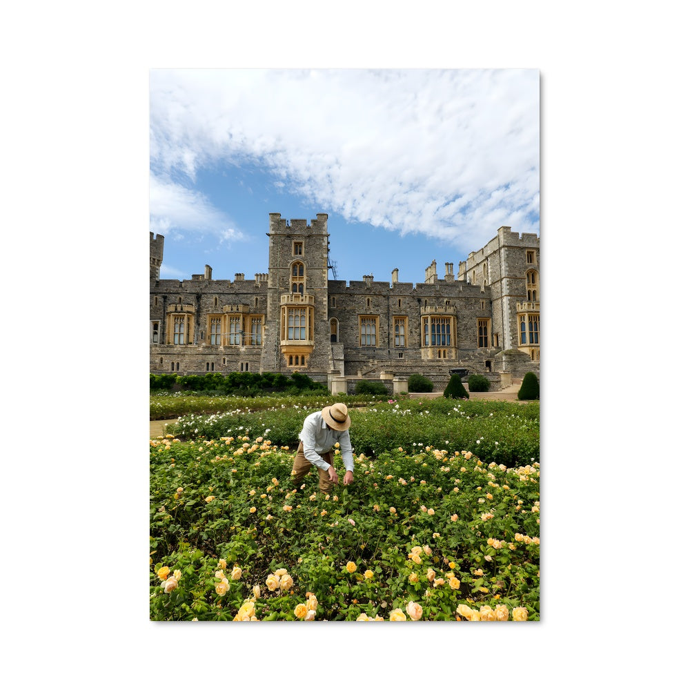 Poster Fleur et Château