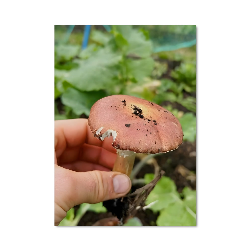 Poster La Magie du Champignon