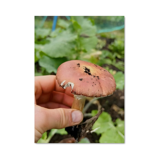 Poster La Magie du Champignon