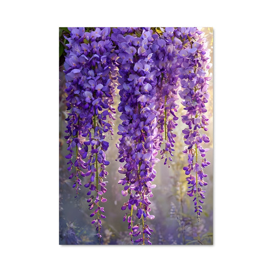 Poster Wisteria 96777