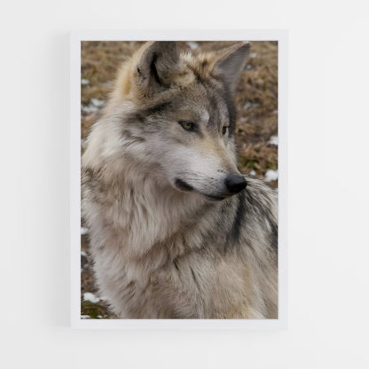 ap-wolf-10 cadre Blanc