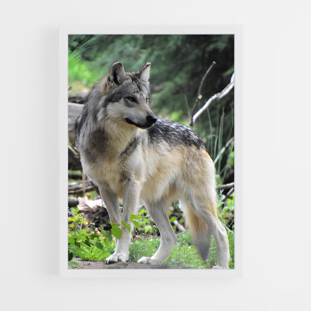 ap-wolf-8 cadre Blanc