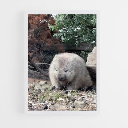 ap-wombat-1 cadre Blanc