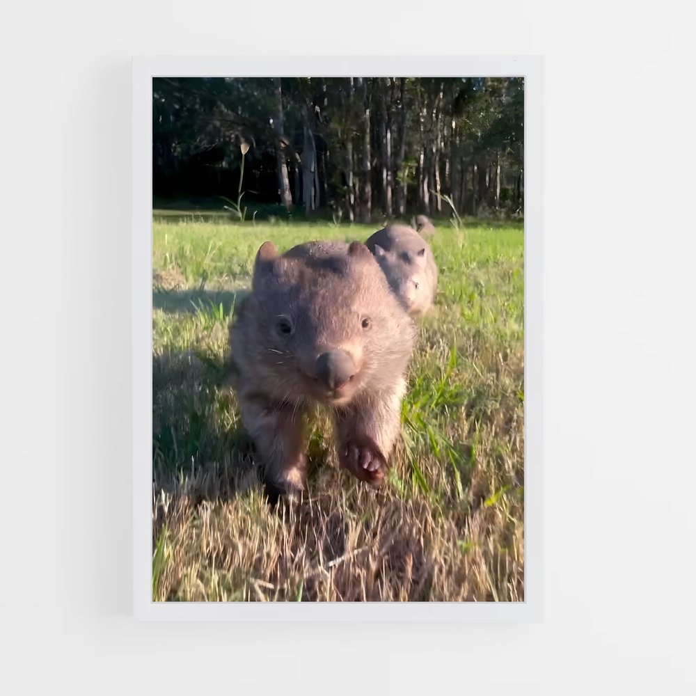 ap-wombat-4 cadre Blanc