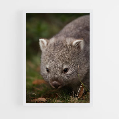 ap-wombat-5 cadre Blanc