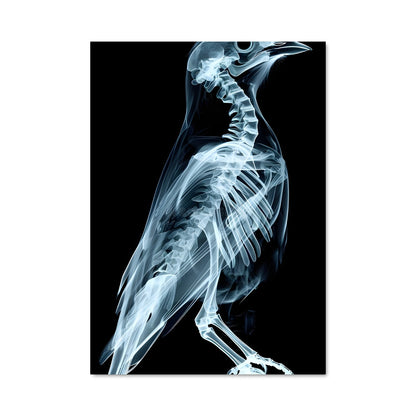 Poster Oiseaux de la Nuit