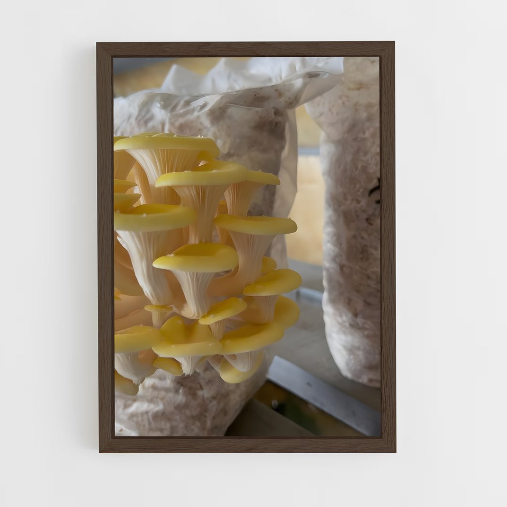 ap-yellow oyster-1 cadre Bois foncé