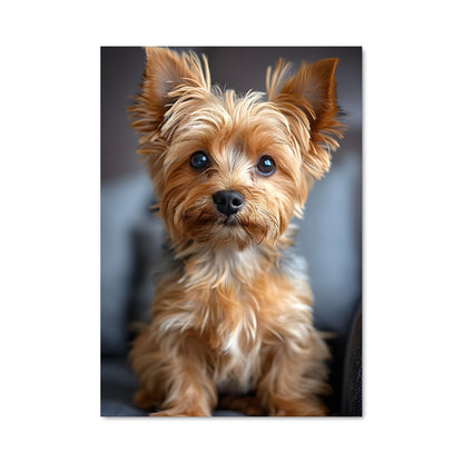 Poster Yorkshire terrier 85069
