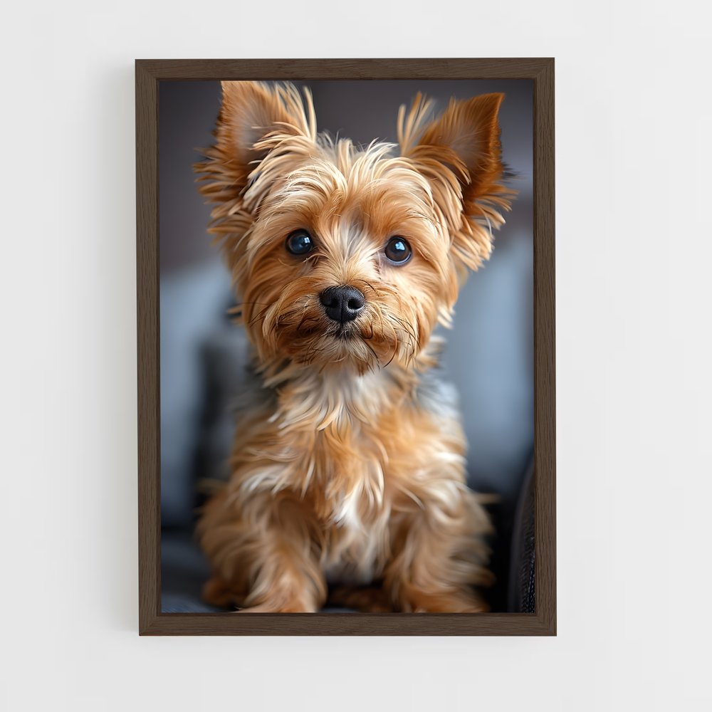 ap-yorkshire terrier-2 cadre Bois foncé