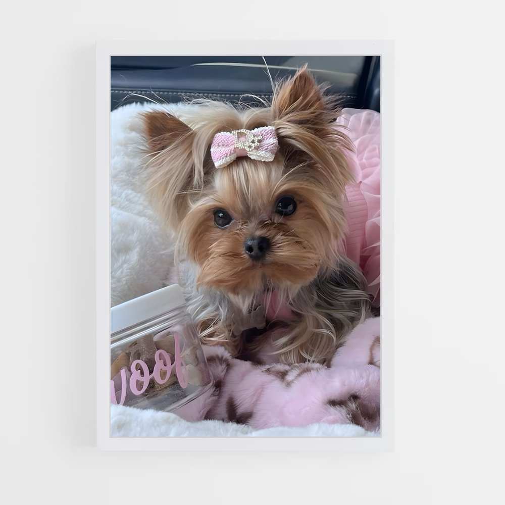 ap-yorkshire terrier-4 cadre Blanc