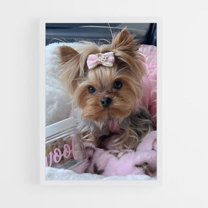 ap-yorkshire terrier-4 cadre Blanc