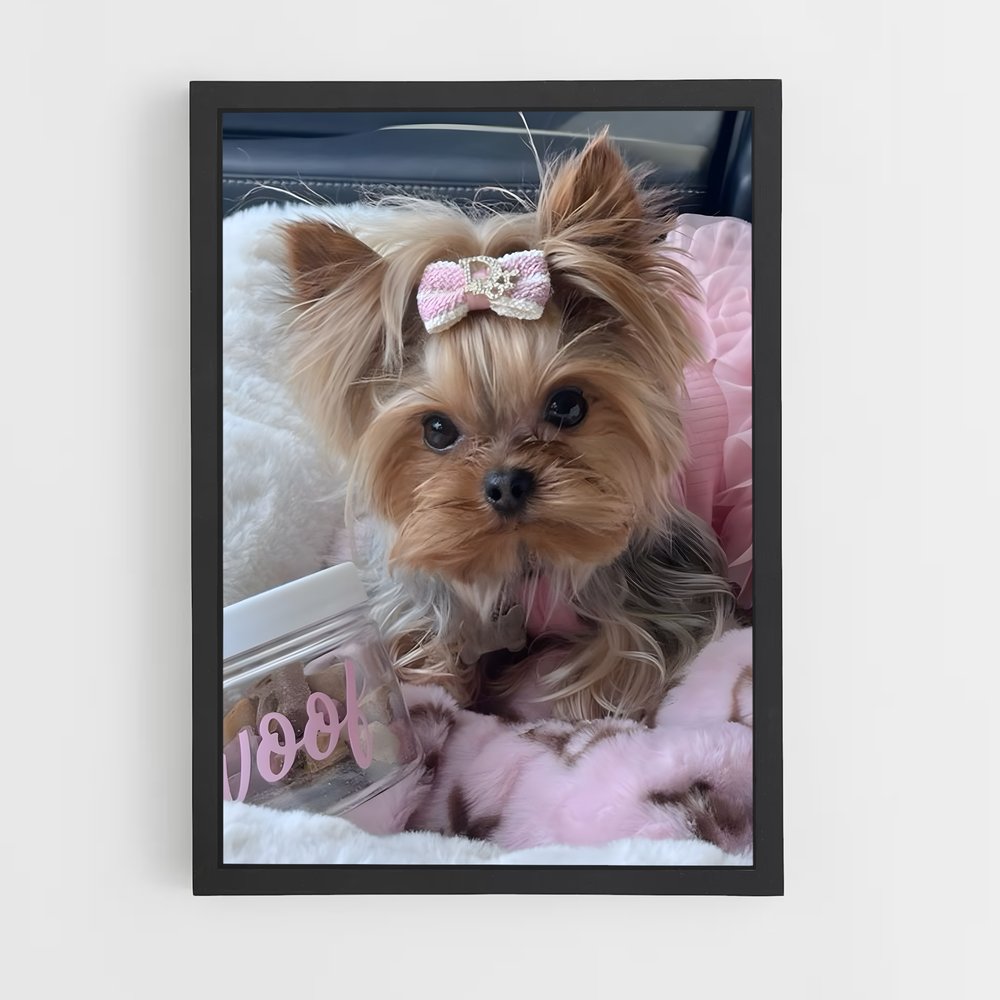 ap-yorkshire terrier-4 cadre Noir