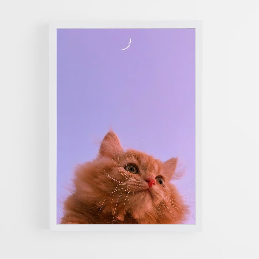 cat-5 cadre Blanc