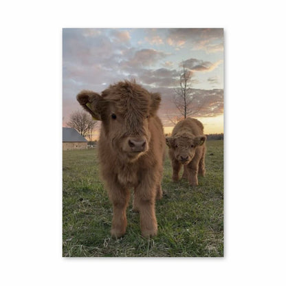 Poster Vache Mignonne