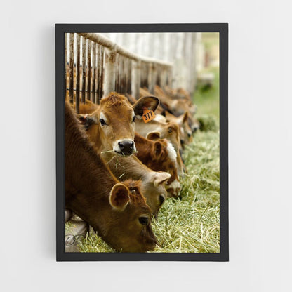 Poster Vache Élevage