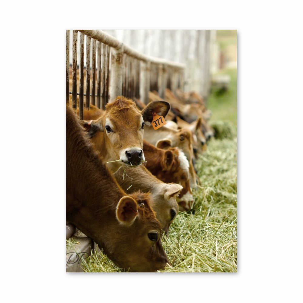 Poster Vache Élevage