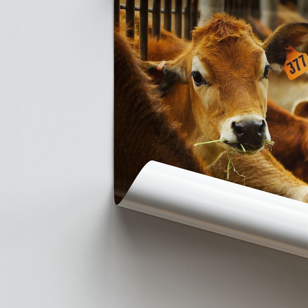 Poster Vache Élevage