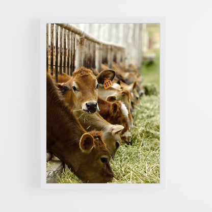 Poster Vache Élevage