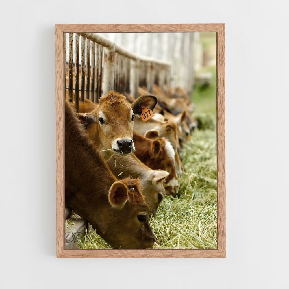 Poster Vache Élevage