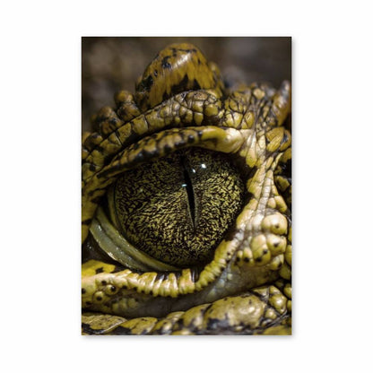 Poster Crocodile Oeil