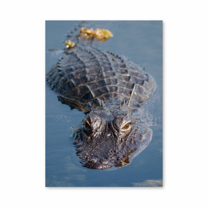 Poster Crocodile Camouflage