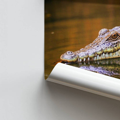 Poster Petit Crocodile