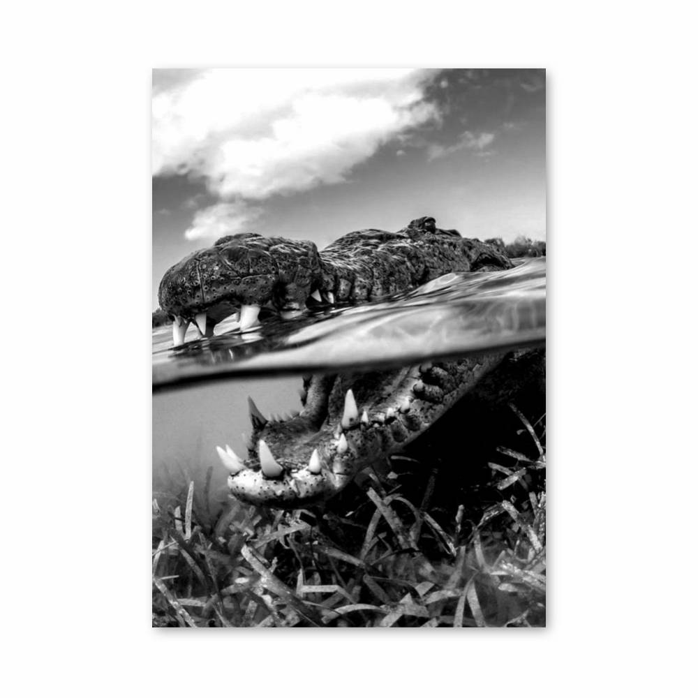 Poster Alligator noir et blanc