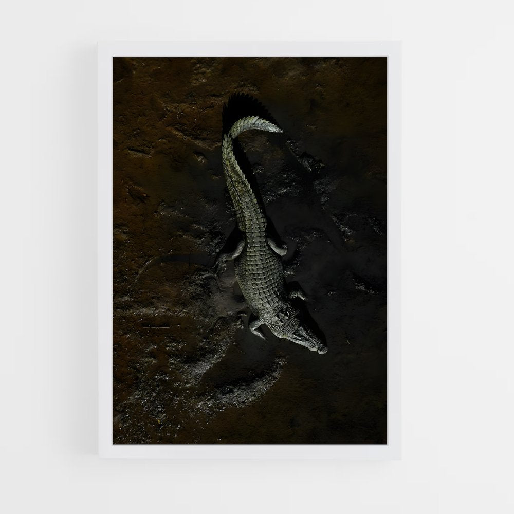 crocodile-5 cadre Blanc