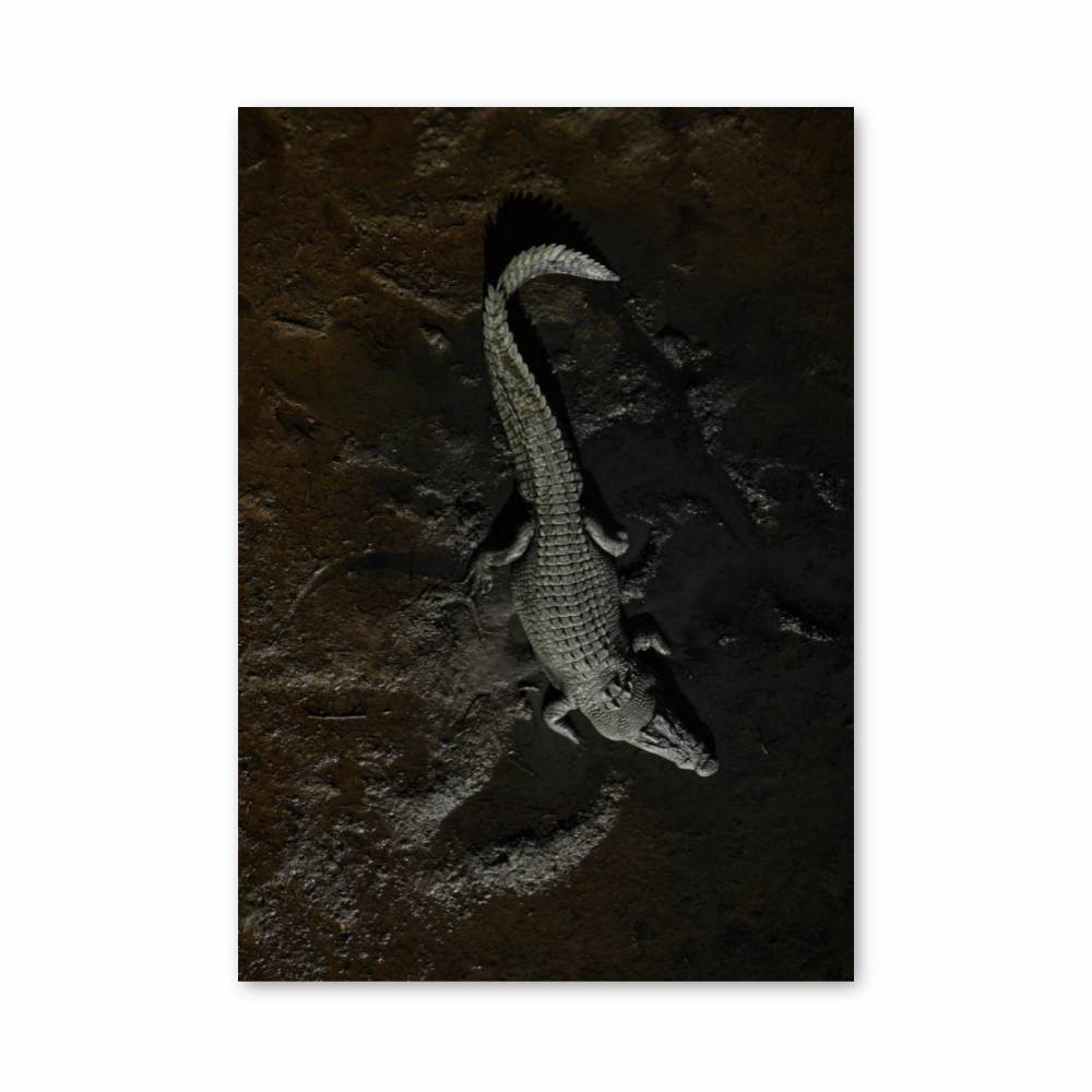 Poster Gros Alligator