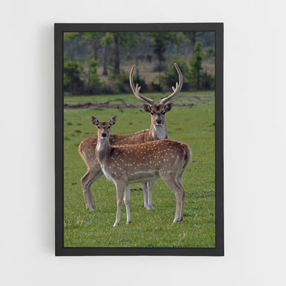 Poster Cerf et Biche