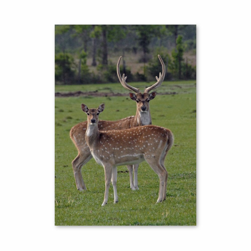 Poster Cerf et Biche