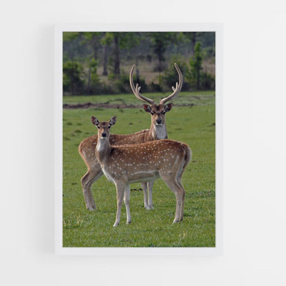 Poster Cerf et Biche