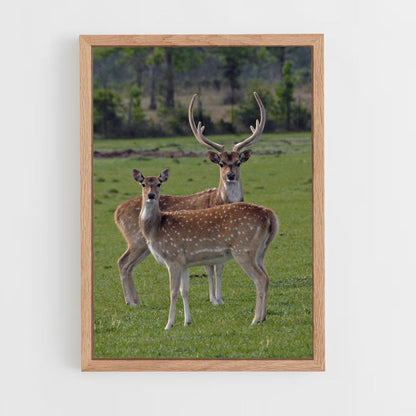 Poster Cerf et Biche